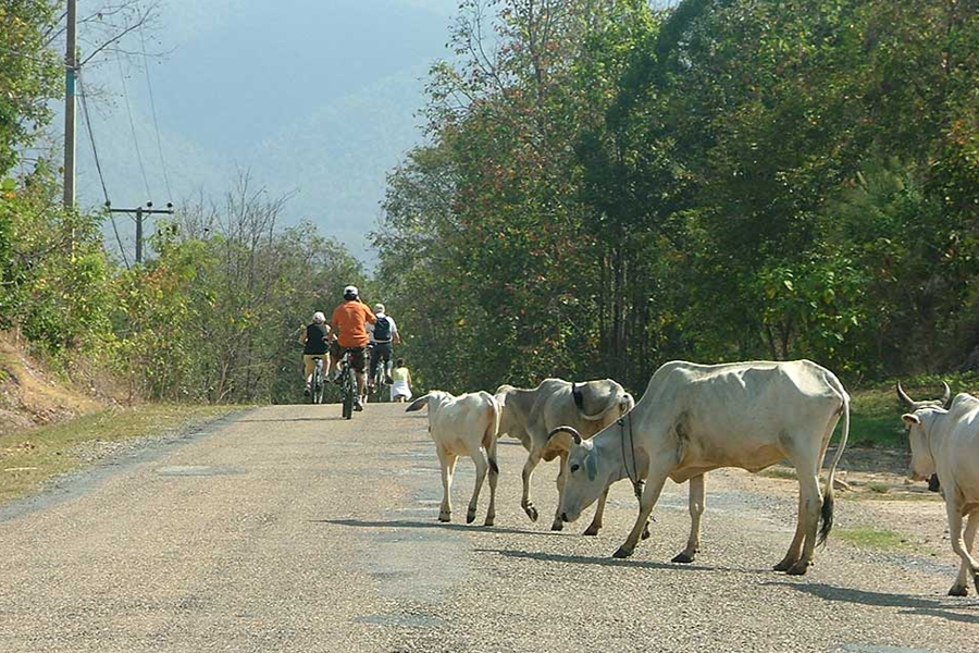 E-bike Fietstour Chiang Mai Countryside