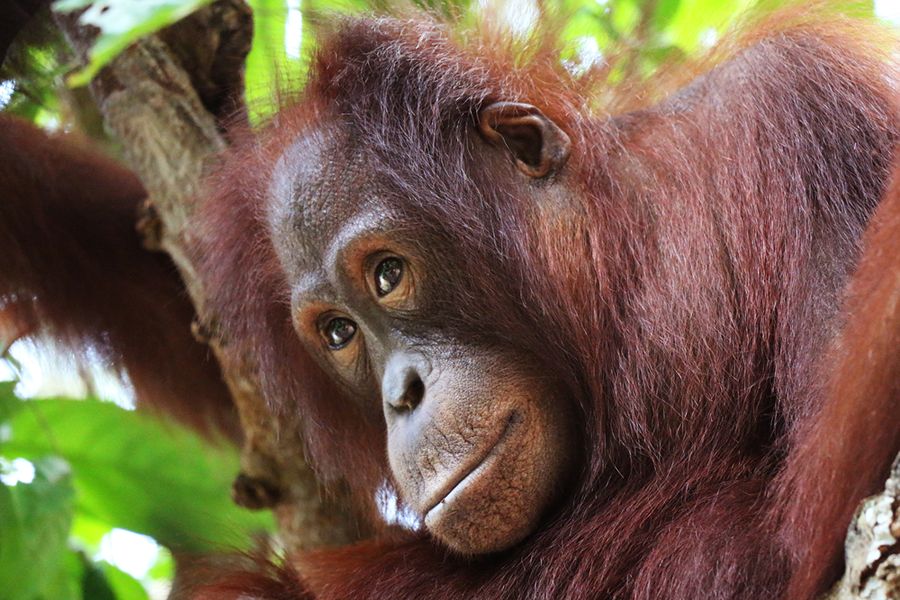 Borneo Orangutan Survival Foundation