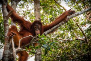 5-daagse bouwsteen Kalimantan: Tanjung Puting