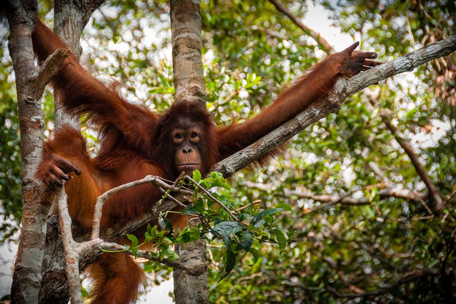 Tanjung Puting National Park