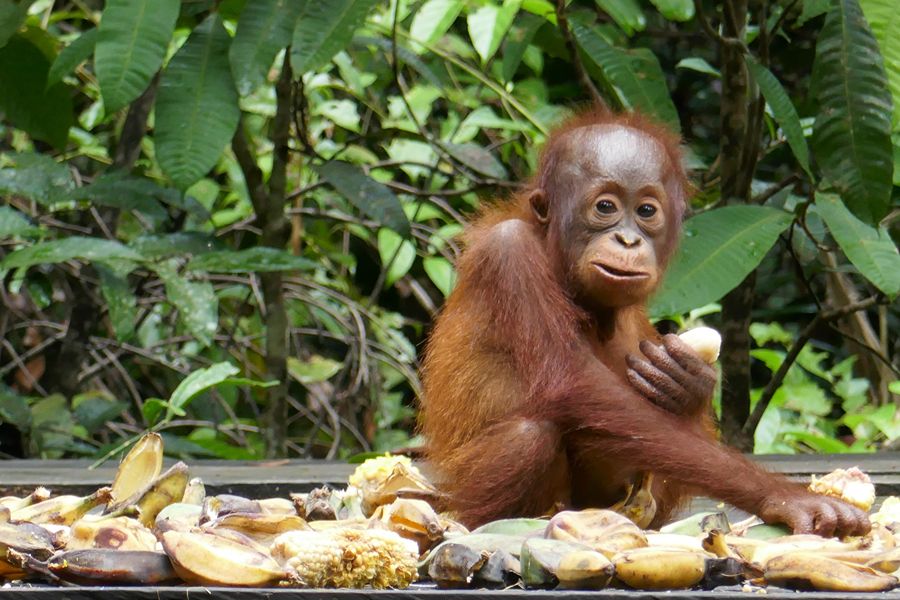 Dag 3: Tanjung Puting National Park