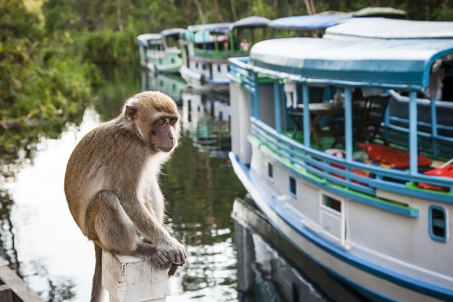Dag 4: Tanjung Puting National Park - Pangkalan Bun