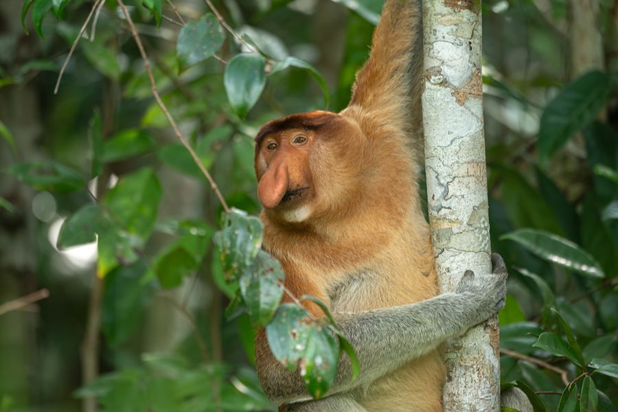 Tanjung Puting National Park