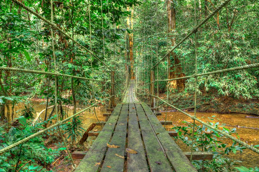 Mulu Canopy Skywalk