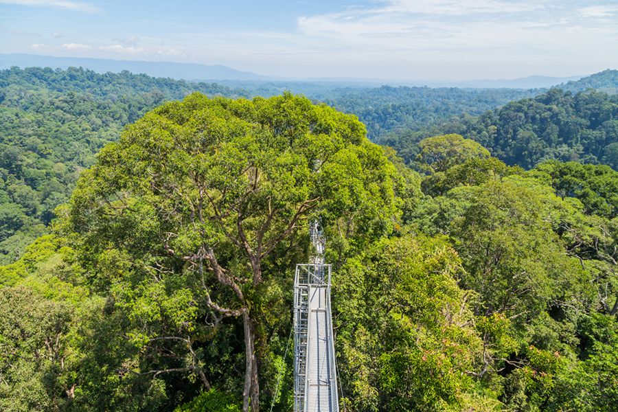 De 'canopy walk' in het Ulu Temburong National Park