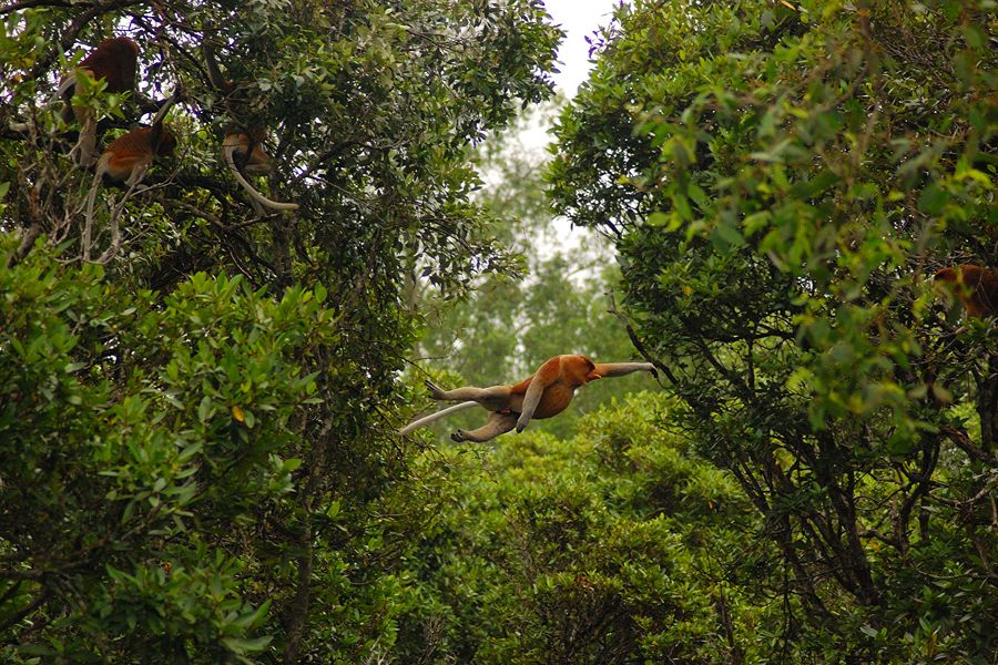 Neusaap in Borneo (Proboscis Monkey Island)