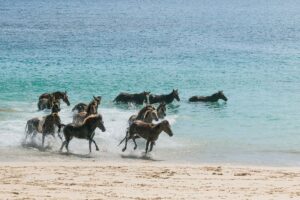 5-daagse bouwsteen Sumba: eiland vol verrassingen