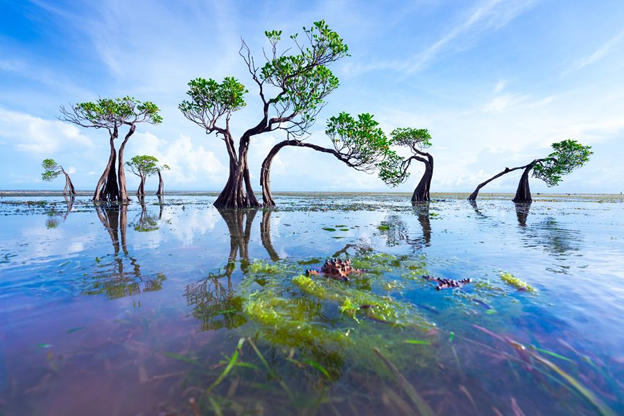 Mangrove bij Walakiri Beach