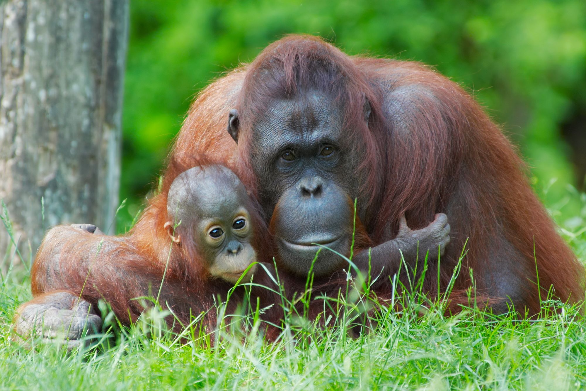 Blog artikel 'Hoort Borneo bij Indonesië of Maleisië?'