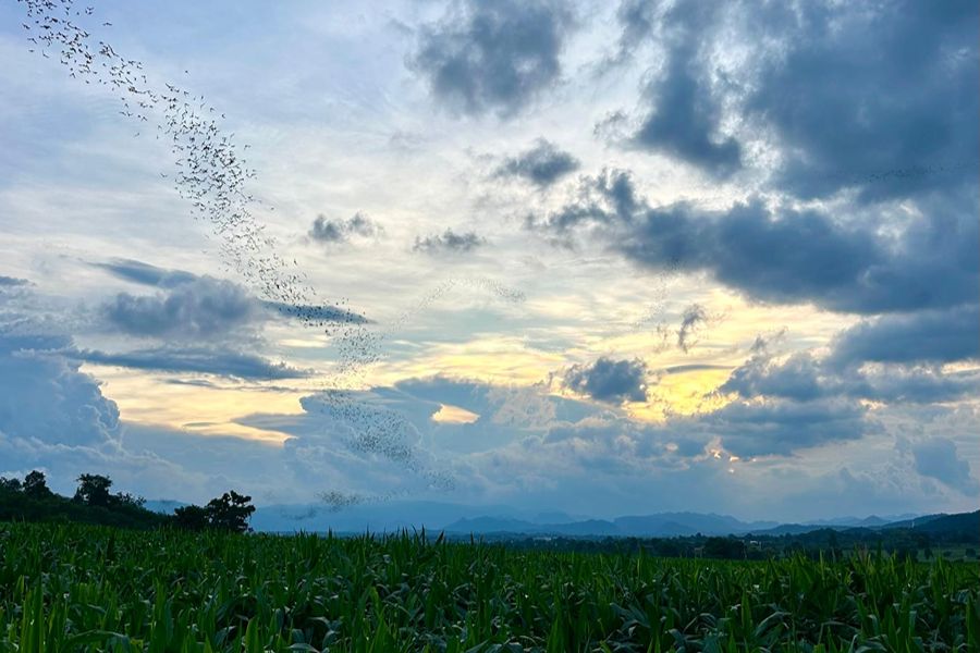 Khao Yai National Park. Foto Mare Bakker