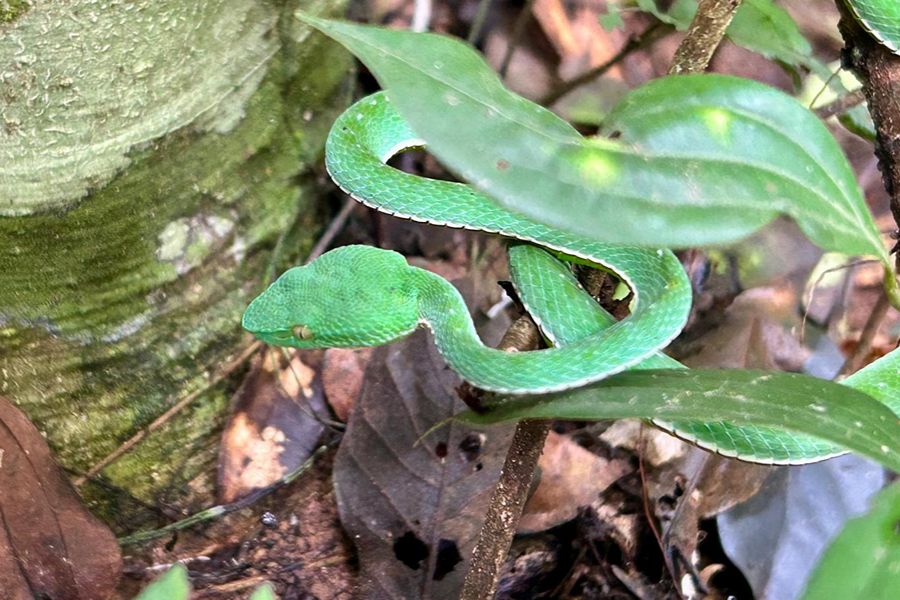 Khao Yai National Park. Foto Mare Bakker