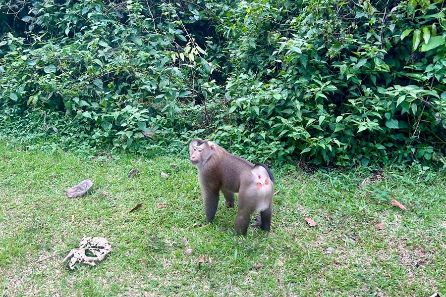 Thailand Khao Yai Mare Bakker, Stag.26 59