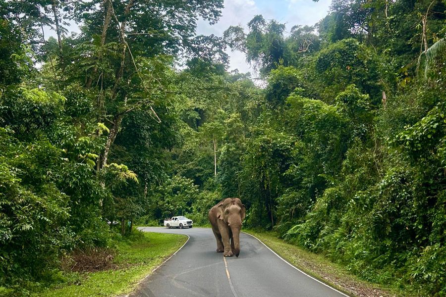 Khao Yai National Park. Foto Mare Bakker